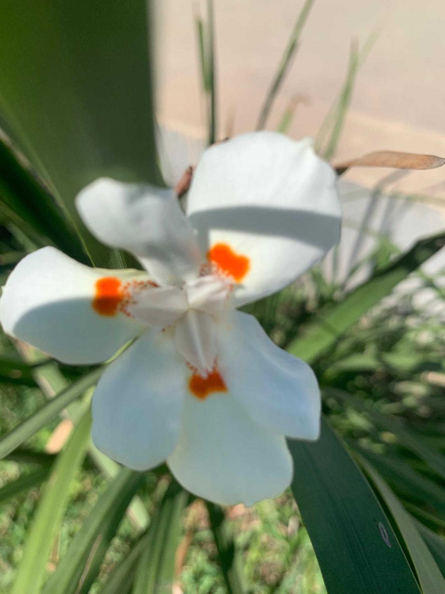 Hospedagem domiciliar Iris *
